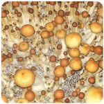 Псилоцибиновые (галлюциногенные)  грибы Psilocybin "Golden Teacher" в Макарове