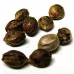 Семена марихуаны АК-47  (Seeds AK-47) в Макарове